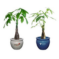 Money Tree / Pachira Plant in Ceramic Pot